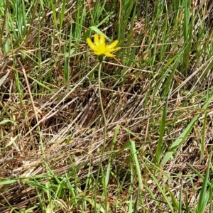 Microseris walteri at Gungahlin, ACT - 5 Oct 2023