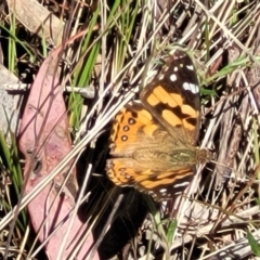 Vanessa kershawi (Australian Painted Lady) at Gungahlin, ACT - 5 Oct 2023 by trevorpreston