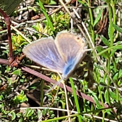 Lampides boeticus (Long-tailed Pea-blue) at Gungahlin, ACT - 5 Oct 2023 by trevorpreston