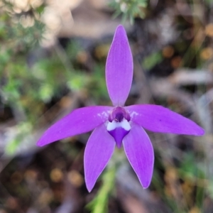 Glossodia major at Gungahlin, ACT - suppressed