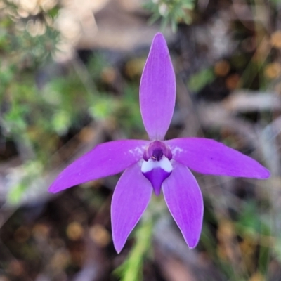 Glossodia major (Wax Lip Orchid) - 1 Jan 1900 by trevorpreston