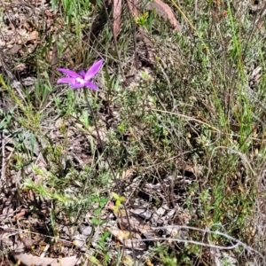 Glossodia major at Gungahlin, ACT - suppressed