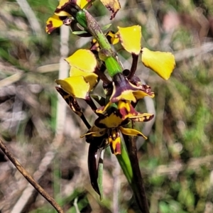 Diuris pardina at Gungahlin, ACT - 5 Oct 2023