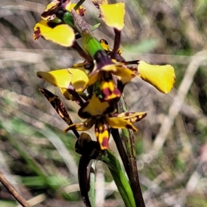 Diuris pardina at Gungahlin, ACT - 5 Oct 2023