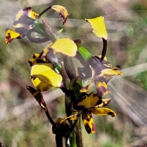 Diuris pardina at Gungahlin, ACT - 5 Oct 2023