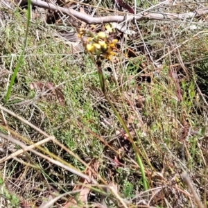 Diuris pardina at Gungahlin, ACT - 5 Oct 2023