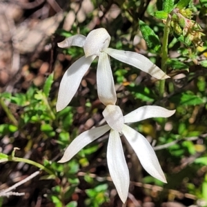 Caladenia ustulata at Gungahlin, ACT - suppressed