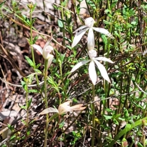 Caladenia ustulata at Gungahlin, ACT - suppressed