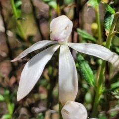 Caladenia ustulata at Gungahlin, ACT - suppressed