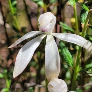 Caladenia ustulata at Gungahlin, ACT - suppressed