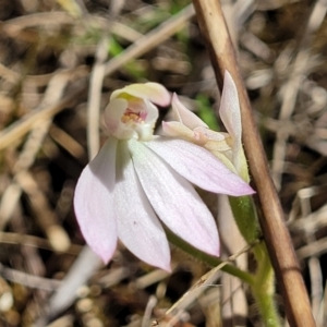 Caladenia carnea at Gungahlin, ACT - suppressed