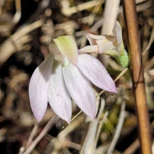 Caladenia carnea at Gungahlin, ACT - suppressed