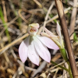 Caladenia carnea at Gungahlin, ACT - suppressed