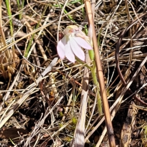 Caladenia carnea at Gungahlin, ACT - suppressed