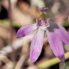 Caladenia carnea (Pink Fingers) at Gungahlin, ACT - 5 Oct 2023 by trevorpreston