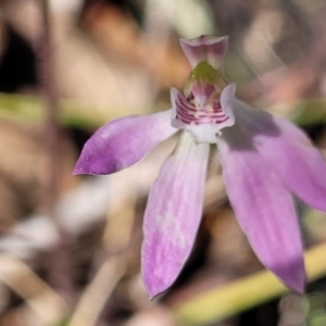 Caladenia carnea at Gungahlin, ACT - 5 Oct 2023