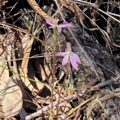 Caladenia carnea at Gungahlin, ACT - suppressed