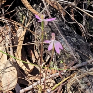 Caladenia carnea at Gungahlin, ACT - 5 Oct 2023