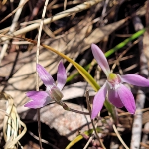 Caladenia carnea at Gungahlin, ACT - suppressed