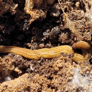 Fletchamia quinquelineata at Gungahlin, ACT - 5 Oct 2023