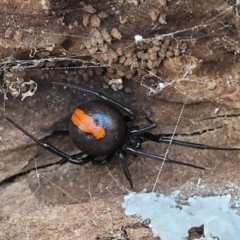 Latrodectus hasselti (Redback Spider) at Gungahlin, ACT - 5 Oct 2023 by trevorpreston