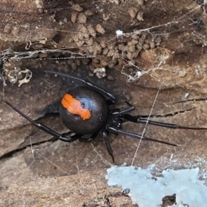 Latrodectus hasselti at Gungahlin, ACT - 5 Oct 2023 12:11 PM