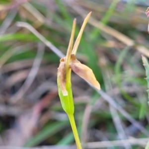 Diuris sp. at Gungahlin, ACT - 5 Oct 2023