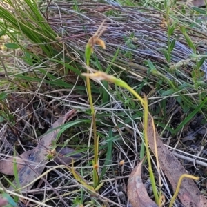 Diuris sp. at Gungahlin, ACT - 5 Oct 2023