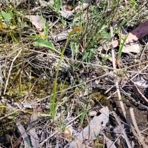 Diuris sp. at Gungahlin, ACT - 5 Oct 2023