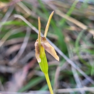 Diuris sp. at Gungahlin, ACT - 5 Oct 2023