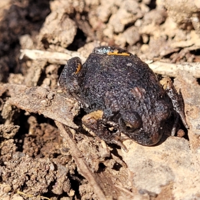 Uperoleia laevigata (Smooth Toadlet) at Crace, ACT - 5 Oct 2023 by trevorpreston