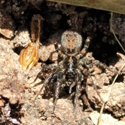 Unidentified Spider (Araneae) at Crace, ACT - 5 Oct 2023 by trevorpreston