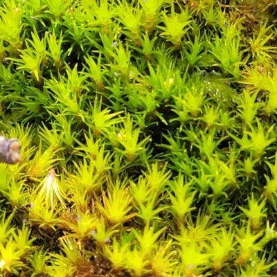 Unidentified Moss, Liverwort or Hornwort at Crace, ACT - 5 Oct 2023 by trevorpreston