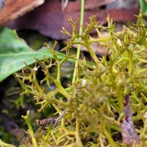 Cladia aggregata at Crace, ACT - 5 Oct 2023