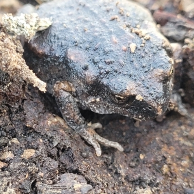 Uperoleia laevigata (Smooth Toadlet) at Crace, ACT - 5 Oct 2023 by trevorpreston