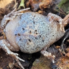 Uperoleia laevigata at Crace, ACT - 5 Oct 2023 11:43 AM