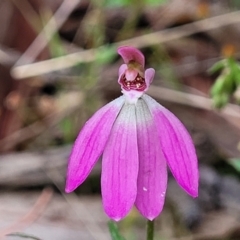 Caladenia carnea (Pink Fingers) at Gungahlin, ACT - 5 Oct 2023 by trevorpreston