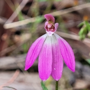 Caladenia carnea at Gungahlin, ACT - 5 Oct 2023