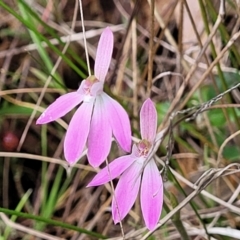 Caladenia carnea (Pink Fingers) at Gungahlin, ACT - 5 Oct 2023 by trevorpreston