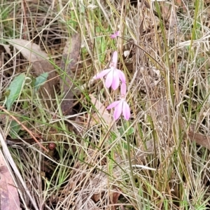 Caladenia carnea at Gungahlin, ACT - 5 Oct 2023