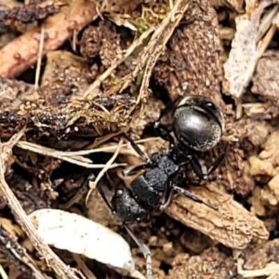 Polyrhachis phryne (A spiny ant) at Gungahlin, ACT - 5 Oct 2023 by trevorpreston