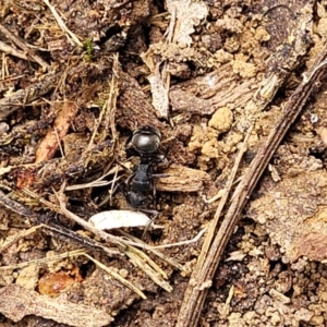 Polyrhachis phryne at Gungahlin, ACT - 5 Oct 2023