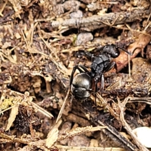 Polyrhachis phryne at Gungahlin, ACT - 5 Oct 2023