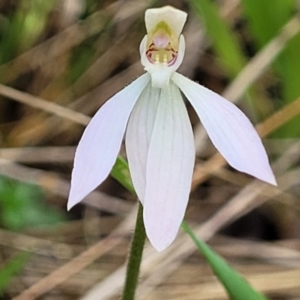 Caladenia carnea at Gungahlin, ACT - 5 Oct 2023