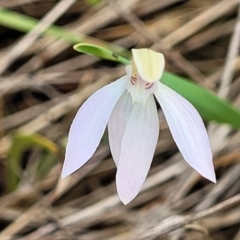 Caladenia carnea at Gungahlin, ACT - 5 Oct 2023