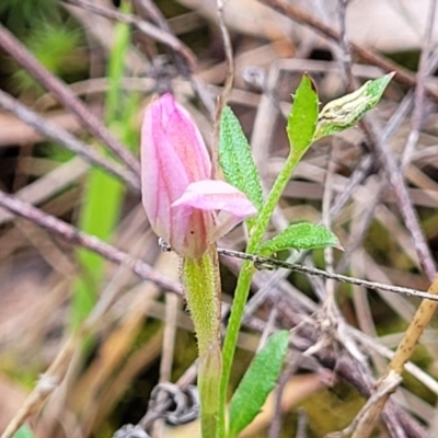 Gonocarpus tetragynus (Common Raspwort) at Gungahlin, ACT - 5 Oct 2023 by trevorpreston