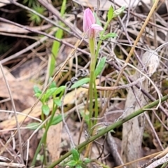 Gonocarpus tetragynus at Gungahlin, ACT - 5 Oct 2023