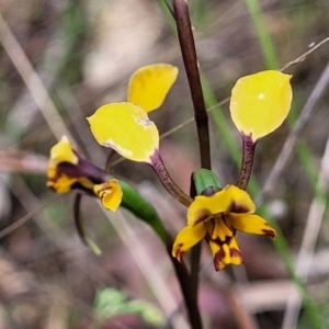 Diuris pardina at Gungahlin, ACT - 5 Oct 2023