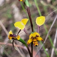 Diuris pardina at Gungahlin, ACT - 5 Oct 2023