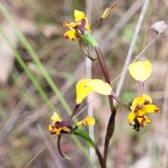 Diuris pardina at Gungahlin, ACT - 5 Oct 2023